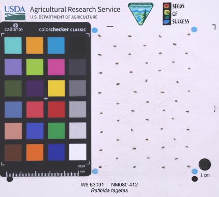Click for 1 image(s) for this accession. SEED