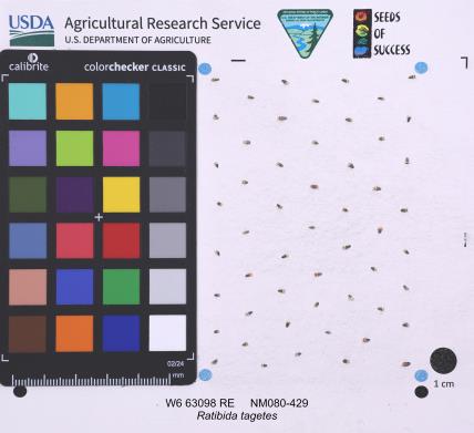 Click for 1 image(s) for this accession. SEED