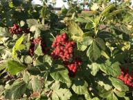 column FRUIT