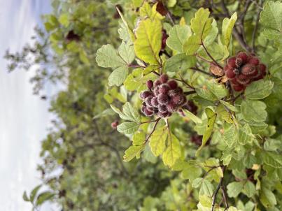 column FRUIT