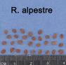 Click for 1 image(s) for this accession. SEED