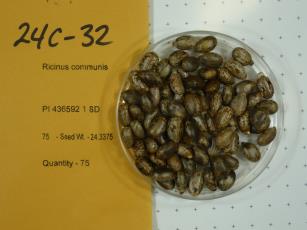 Click for 1 image(s) for this accession.