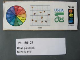 SEED