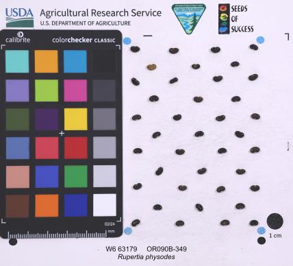 SEED
