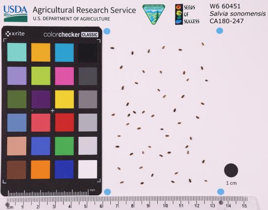 Click for 1 image(s) for this accession. SEED