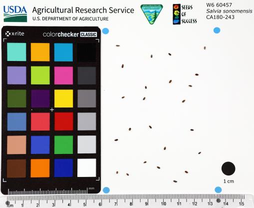 Click for 2 image(s) for this accession. SEED