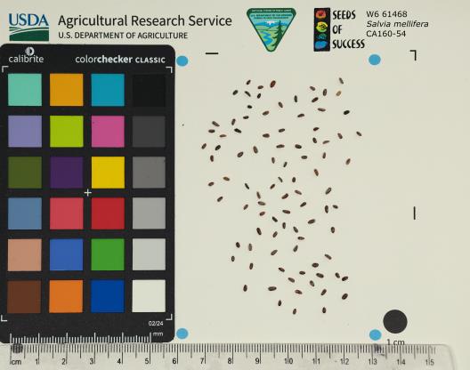 SEED