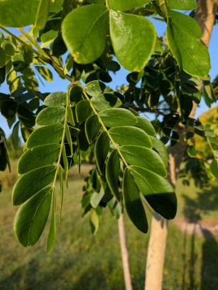 LEAF