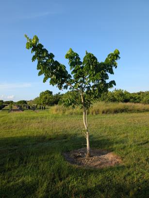 column PLANT