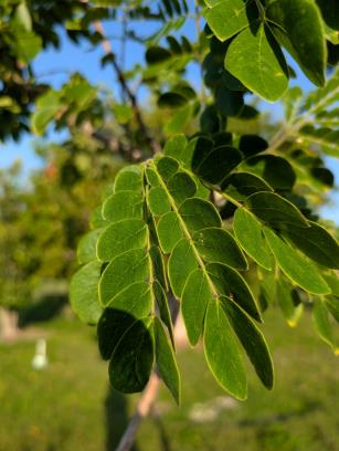 LEAF