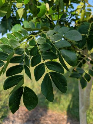 LEAF