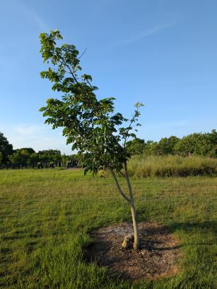 column PLANT