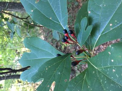 Click for 2 image(s) for this accession. FRUIT