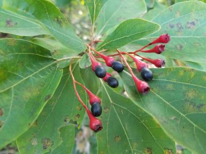 column FRUIT