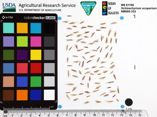 Click for 1 image(s) for this accession. SEED