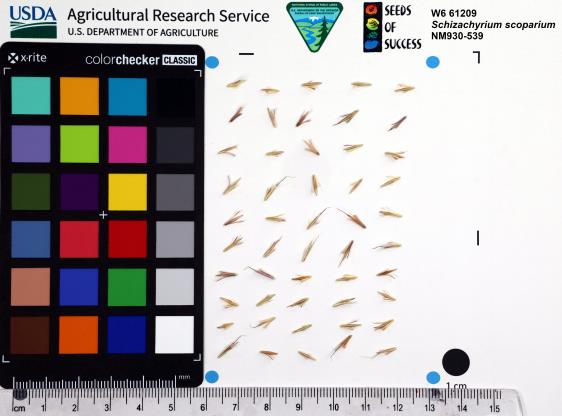 Click for 1 image(s) for this accession. SEED