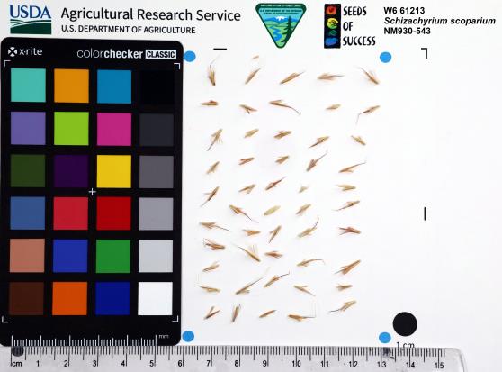 Click for 1 image(s) for this accession. SEED