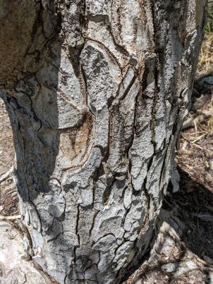 column Bark