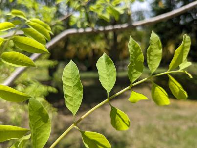 column Leaf