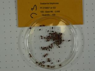 Click for 1 image(s) for this accession.