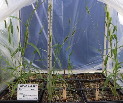 column GREENHOUSE