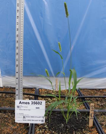 column Greenhouse