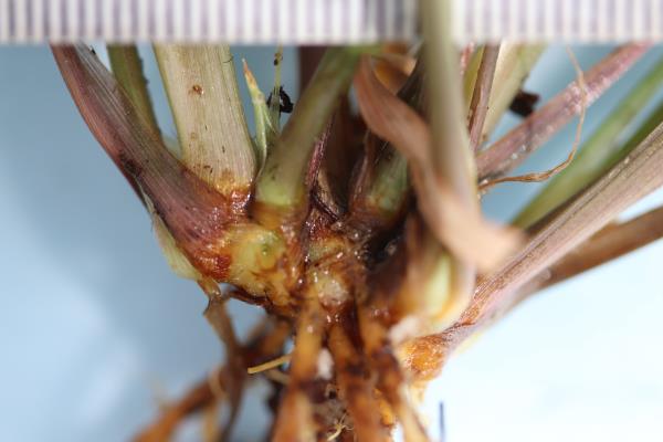 column ROOT