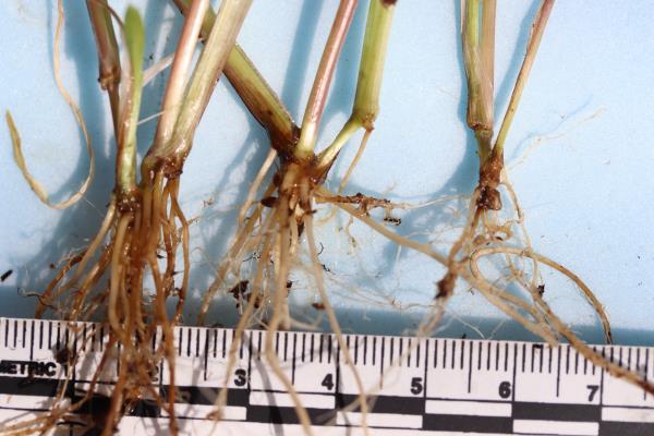 column ROOT