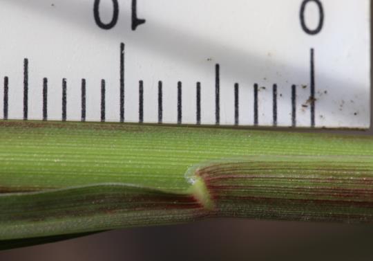 column STEM