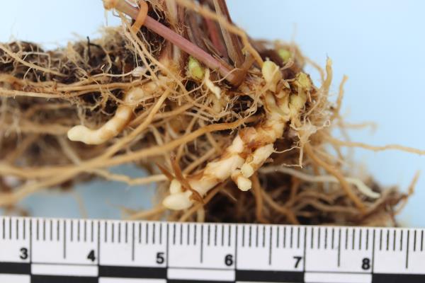 column ROOT