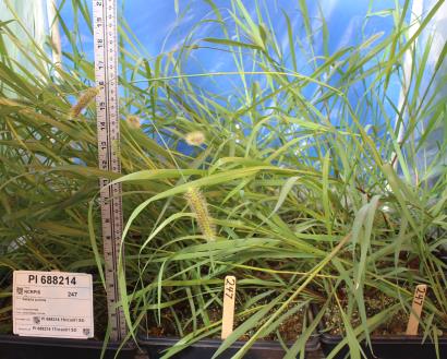 Click for 3 image(s) for this accession. GREENHOUSE