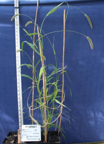 column GREENHOUSE