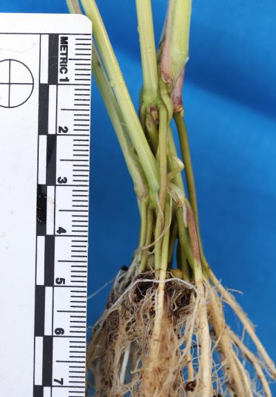 column ROOT