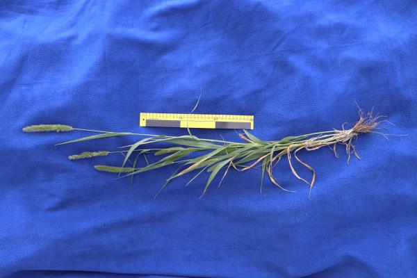 Click for 19 image(s) for this accession. HABITAT