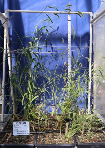 column GREENHOUSE