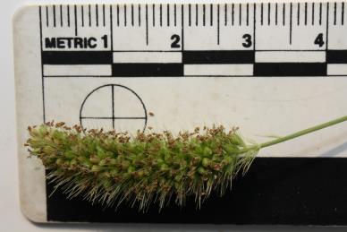 column Inflorescence