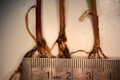 column Stem
