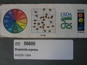 Click for 1 image(s) for this accession. SEED