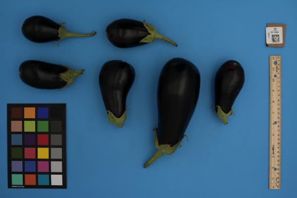 Click for 2 image(s) for this accession. FRUIT