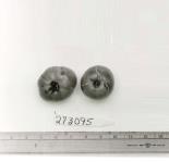 column FRUIT