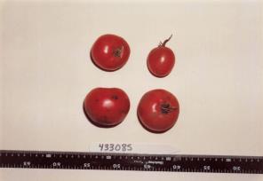 column FRUIT