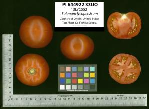 Click for 2 image(s) for this accession. Image