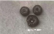 column FRUIT