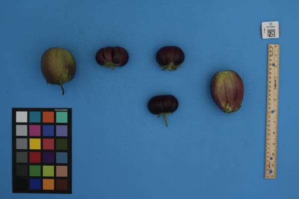 Click for 1 image(s) for this accession. FRUIT