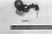 column FRUIT