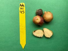 Click for 1 image(s) for this accession. GREENHOUSE