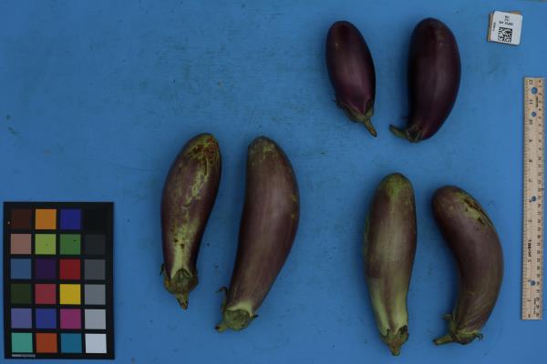 Click for 1 image(s) for this accession. FRUIT