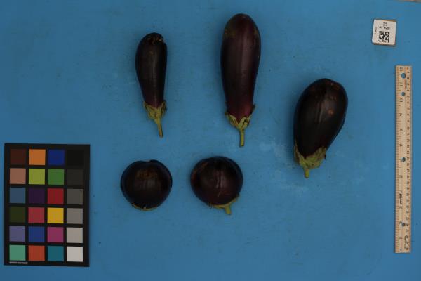 Click for 1 image(s) for this accession. FRUIT