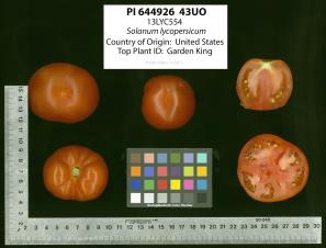 Click for 2 image(s) for this accession. Image