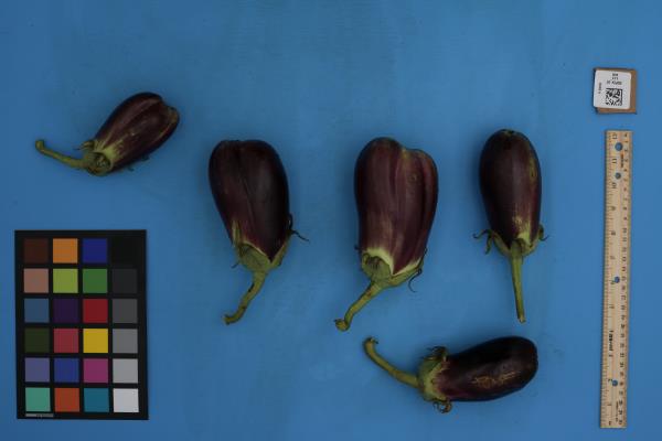 Click for 1 image(s) for this accession. FRUIT